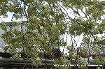 SAKURA 2008 No.4 : 御衣黄桜の向こうの堂宇は本隆寺
