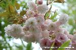 SAKURA 2008 No.4 : 普賢象桜