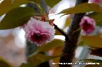 SAKURA 2008 No.4 : 二尊院普賢