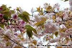 SAKURA 2008 No.4 : 普賢象桜と二尊院普賢桜