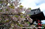 SAKURA 2008 No.4 : 関山桜