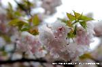 知られざる桜の見所 : 関山