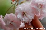 SAKURA 2008 No.4 : 普賢象桜