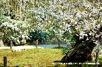 SAKURA 2008 No.4 : 御車返しの桜