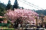 SAKURA 2008 No.4 : 上黒田で樹齢300年