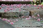 洛中洛外京桜図　一見さんの桜に通の桜　編　その二
