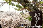 SAKURA 2008 No.4