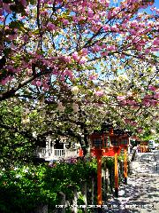 SAKURA 2008 No.4 : 桃桜・普賢象桜・御衣黄桜