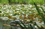 水の女神　京の睡蓮 : 青鷺が睡蓮の池にあそぶ