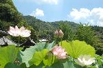 京の蓮/観蓮会（かんれんえ） : 蓮の花の先に三重塔が聳える