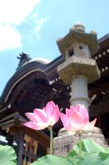 あじさいから蓮へ : 三室戸寺本堂