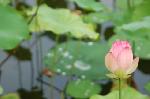 京の蓮/観蓮会（かんれんえ） : 泥に根を張り花を咲かす蓮