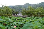 京の蓮/観蓮会（かんれんえ） : 放生池に咲く蓮