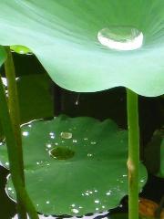 京の蓮/観蓮会（かんれんえ） : 放生池の朝露を抱く蓮