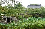 あじさいから蓮へ : 放生池の蓮に勅使門