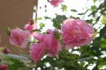 赤く咲くのが曼珠沙華 : 朝は白かった酔芙蓉