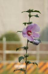 赤く咲くのが曼珠沙華