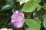 赤く咲くのが曼珠沙華 : 朝鮮朝顔