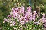 赤く咲くのが曼珠沙華 : ハナトラノオ(シソ科)
