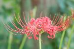 赤く咲くのが曼珠沙華 : 曼珠沙華