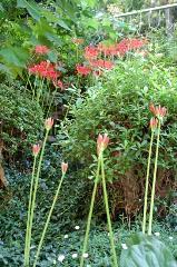 赤く咲くのが曼珠沙華 : 曼珠沙華