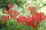 赤く咲くのが曼珠沙華 : 曼珠沙華