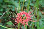 赤く咲くのが曼珠沙華 : 曼珠沙華