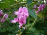 赤く咲くのが曼珠沙華