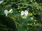 赤く咲くのが曼珠沙華