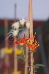 菊花観賞
