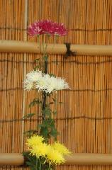 献菊　お火焚き　もみじ狩り : 嵯峨菊