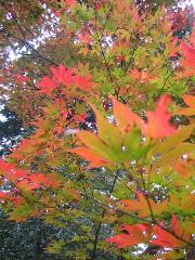 献菊　お火焚き　もみじ狩り : 色づき始め