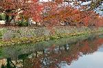 献菊　お火焚き　もみじ狩り : 桜の紅葉