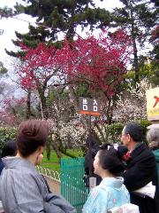 誘われて京の梅 : 梅苑公開