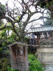 誘われて京の梅 : 紅梅殿にあった飛梅