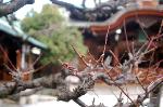 誘われて京の梅 : 小さな蕾をつけた梅