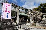 誘われて京の梅 : 梅苑公開の東門