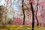 誘われて京の梅 : しだれ梅
