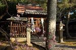 誘われて京の梅