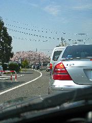 旬の桜を求めて : 花見の渋滞