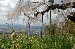 旬の桜を求めて : 展望台のような平地になっている