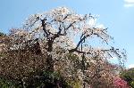旬の桜を求めて : 人のゆく裏道に花あり