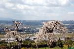 旬の桜を求めて : 背割桜の世継の桜である