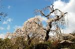 旬の桜を求めて : 二本ともに樹齢百年になる枝垂れ桜