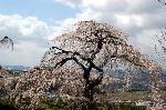 旬の桜を求めて : 樹齢百年でも未だ子供