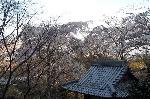 洛中洛外京桜図　一見さんの桜に通の桜　編　その二 : 西行桜に鐘楼の屋根