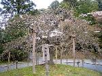 旬の桜を求めて