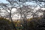 旬の桜を求めて : 境内の高台より大原野を見下す