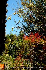 紅葉紀行　陽だまり東福寺山内