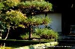 紅葉紀行　陽だまり東福寺山内